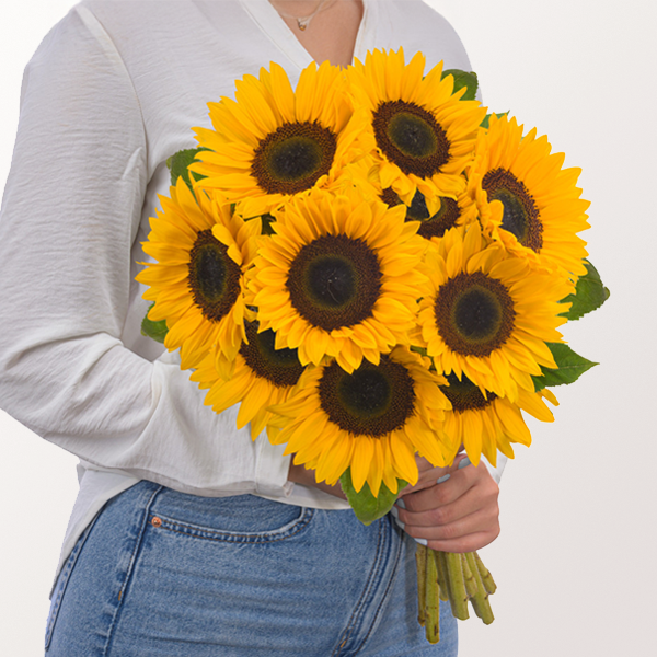15 Sonnenblumen im Bund